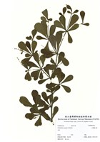 藏品(小葉欖仁樹)的圖片